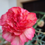 Aziz Andreas Yortusu