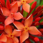 Bir vergi görevlisi, Mesih’in havarisi ve incil yazarı oluyor