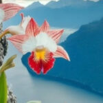 İmanın iki mucizesi