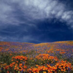 Kutsal Melekler ve Tanrı’ya ilahi ibadet