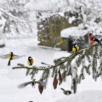 Seninle yaşamak istiyorum (4. bölüm)