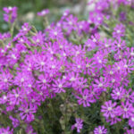 On cüzamlının iyileştirmesi