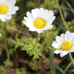 Seninle yaşamak istiyorum (1. bölüm)