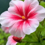 Seninle yaşamak istiyorum (11. bölüm)