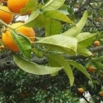 Seninle yaşamak istiyorum (15. bölüm)