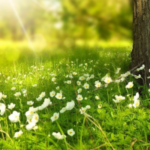 Seninle yaşamak istiyorum (9. bölüm)