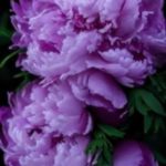 Optina Babalarının Sabah Duası